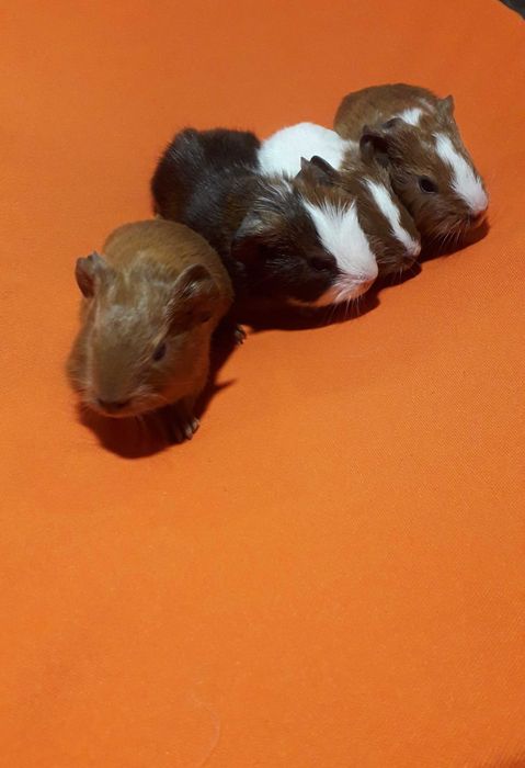 Морські свинки різних порід.