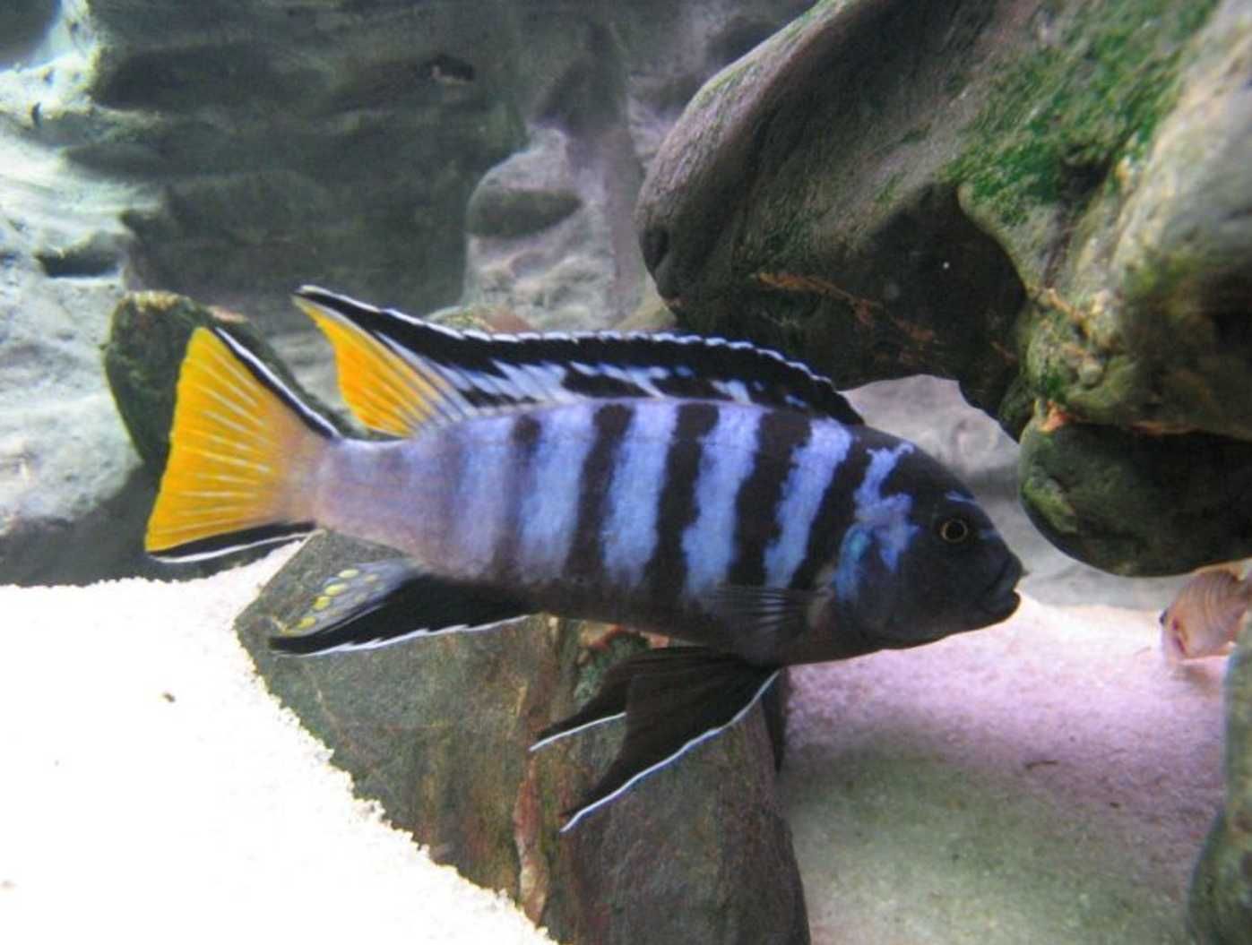 Metriaclima elongatus Mphanga - dowozimy, wysyłamy