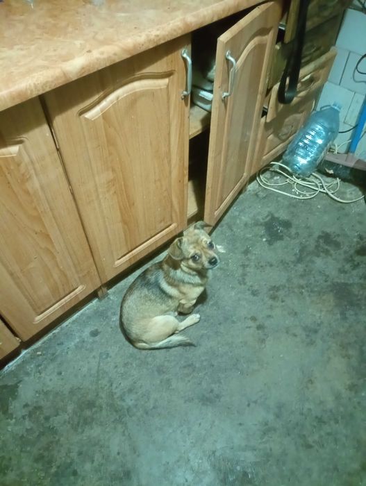 Собаку в добрі руки