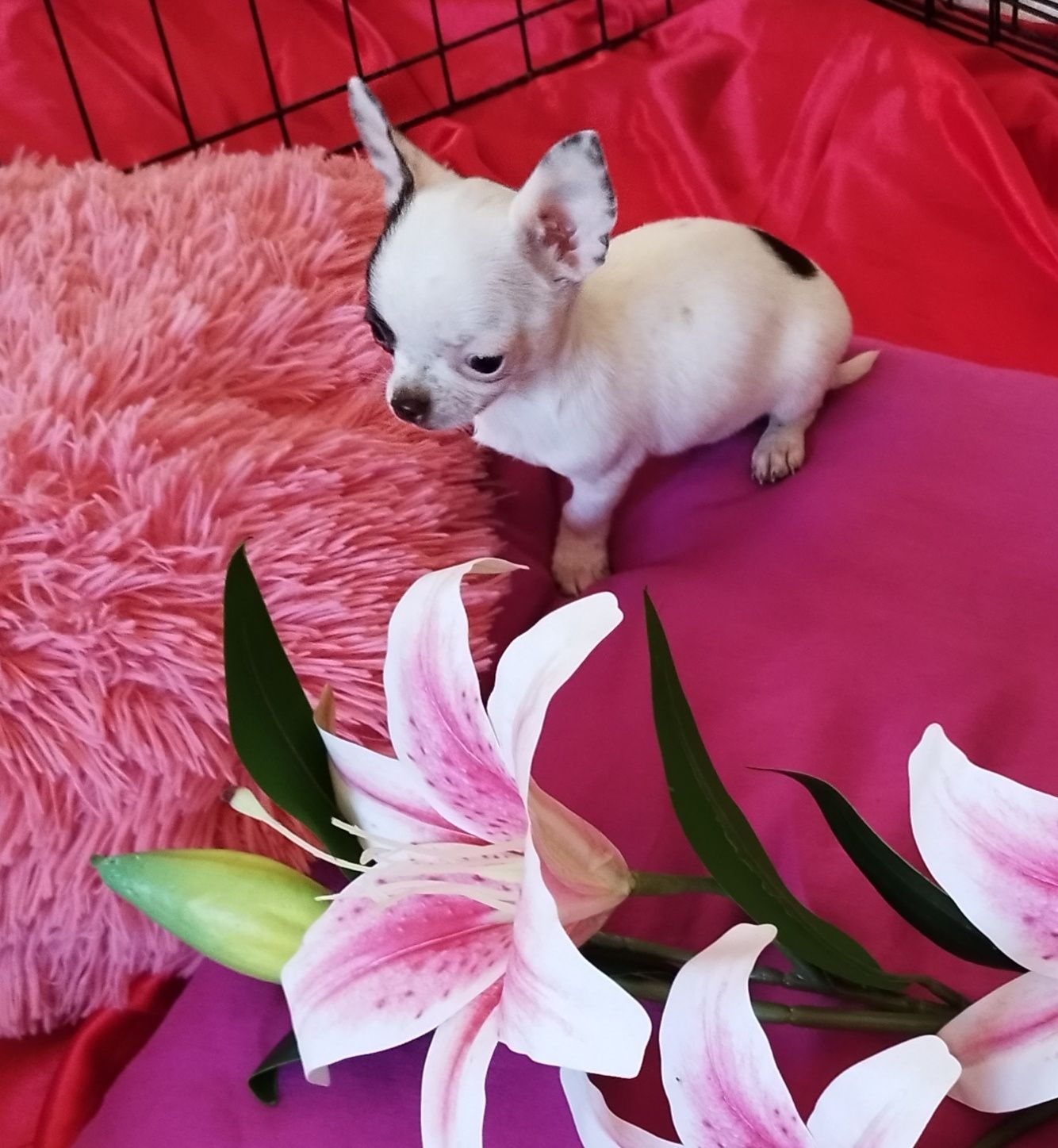 Chihuahua mini piesek