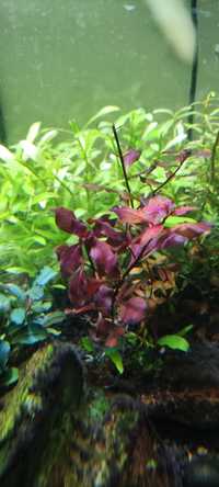 Planta aquário Ludwigia mini super red