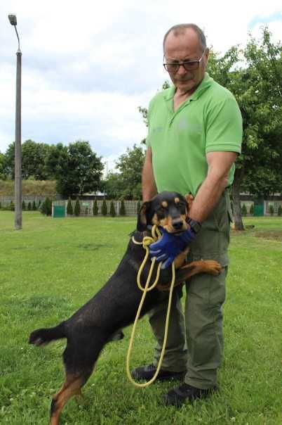 098707 Taner do  adopcji.