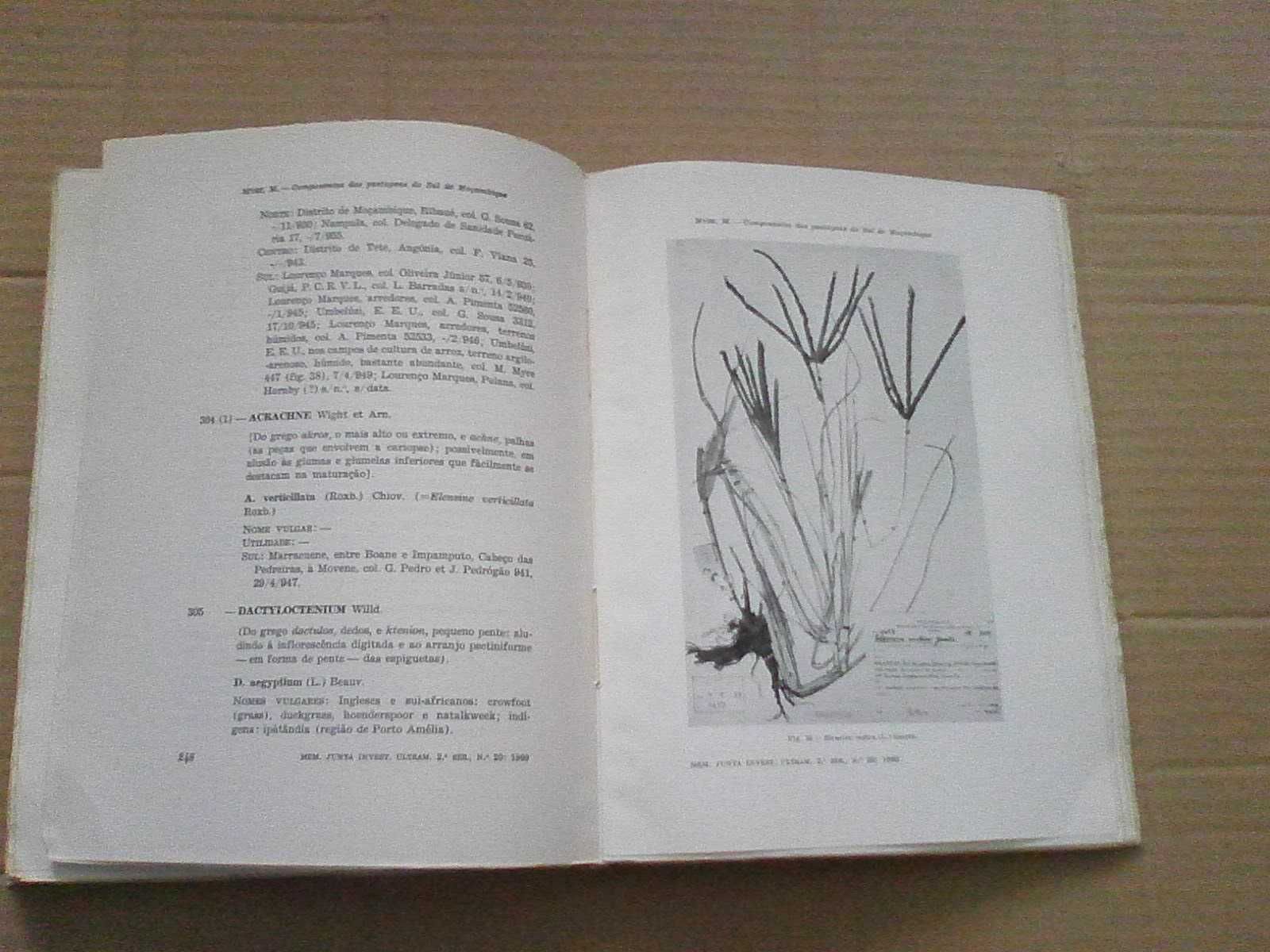 Os Principais Componentes Das Pastagens De Moçambique