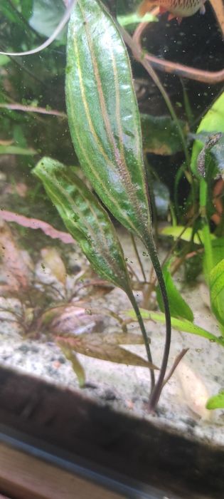 Cryptocoryne cordata rosanervig