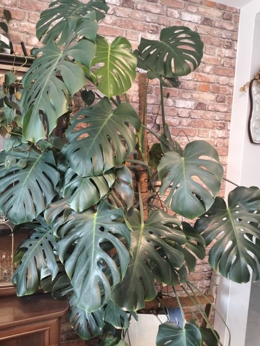 Monstera duże liście