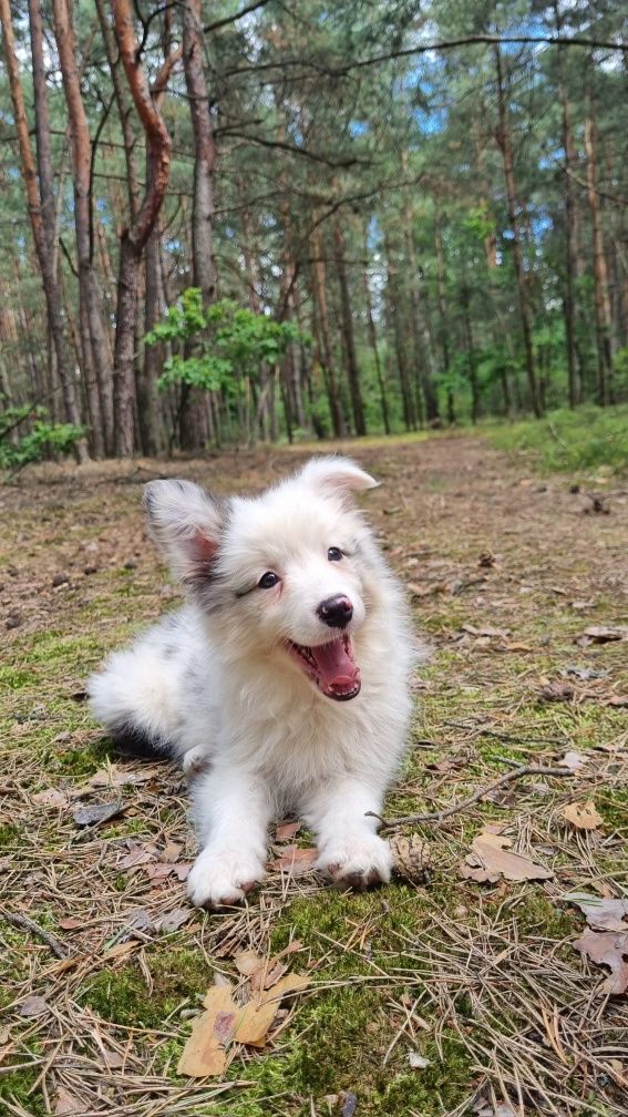 Border Collie suczka blue merle badania