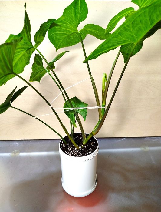 Сингониум сингоніум кімнатна рослина декоративное комнатное растение