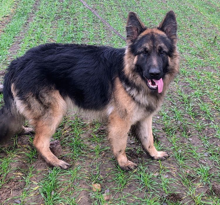 Piękny roczny Owczarek  niemiecki