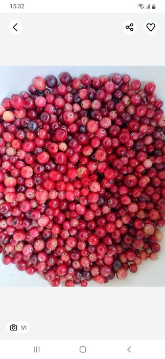 Żurawina bagienna 25zł litr