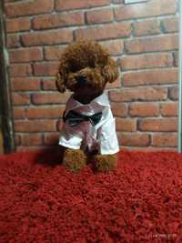 Reproduktor Pudel Toy Red Brown 2.60kg Import  CHINY FCI