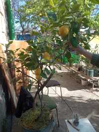 Лимон дерево плодовитое