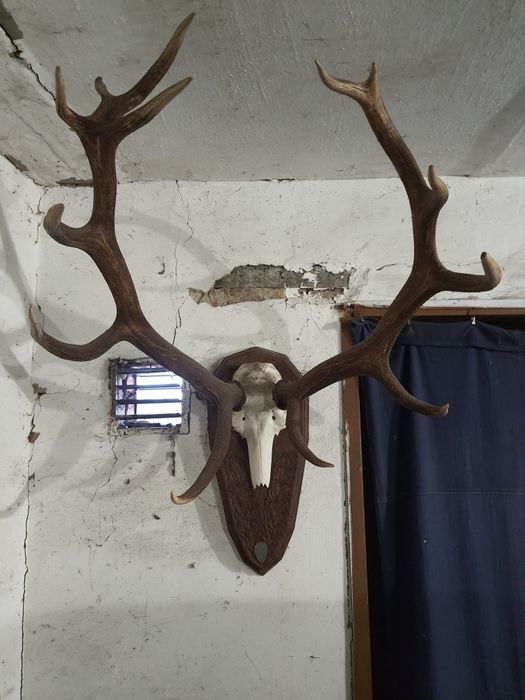 Огромные рога оленя