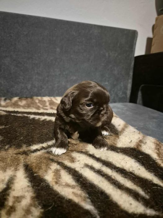 Shih tzu czekoladowe