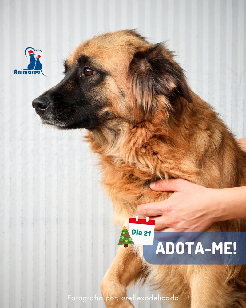 Amiga - cadela porte medio para adocao
