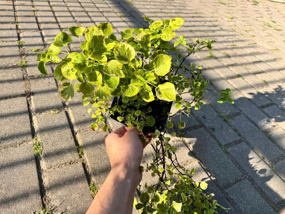 Hortensja pnąca 'Mirranda' (Hydrangea) Pnącze do cienia Poj. 2L