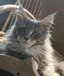 Cudowny Kocurek Maine Coon Fernando Ashantu*PL gotowy do odbioru