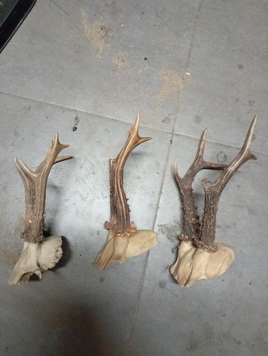 Parostki czaszki 3 sztuki