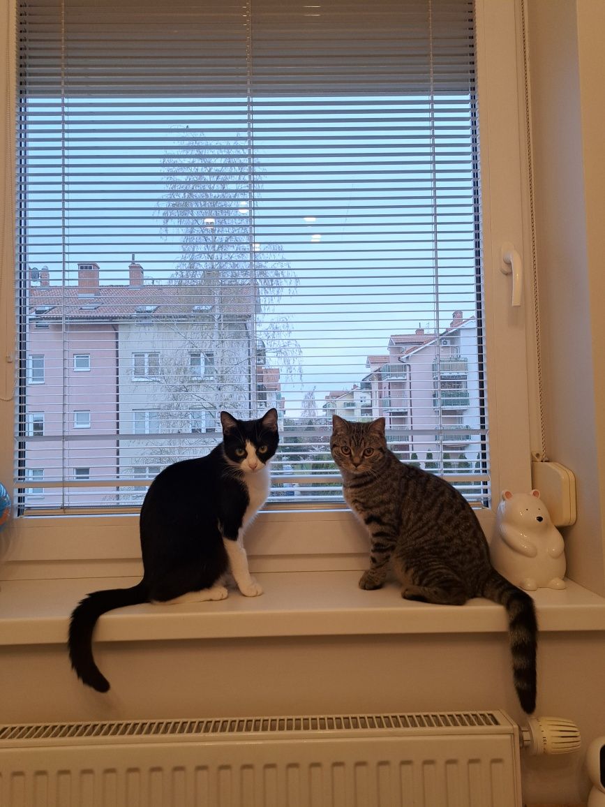Oddam w dobre ręce 2 roczne kotki