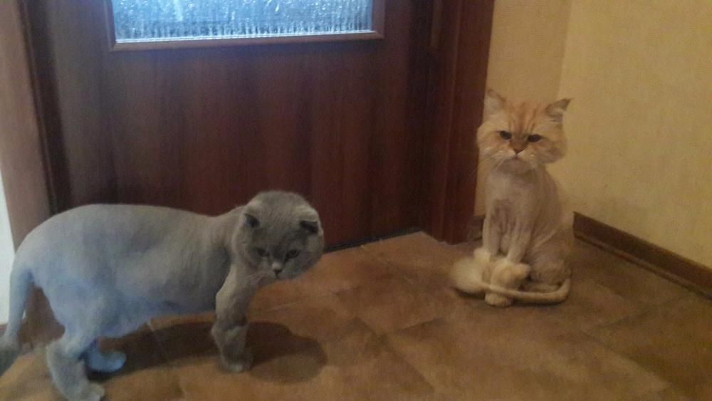 Стрижка котов. Грумер. Ветеринар. Все р-ны. Киева. Киевская обл.