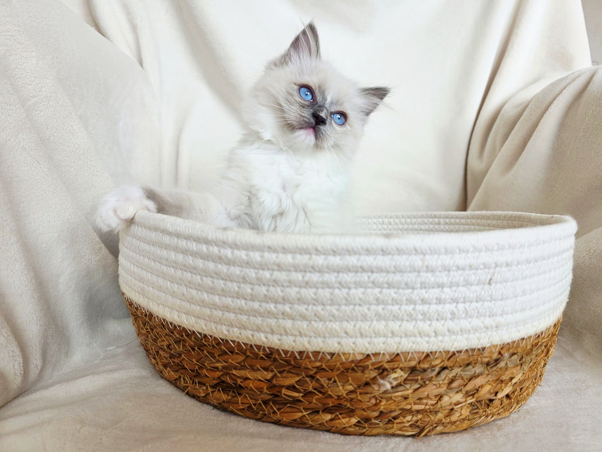 Chłopiec ragdoll WCF odbiór pod koniec lipca