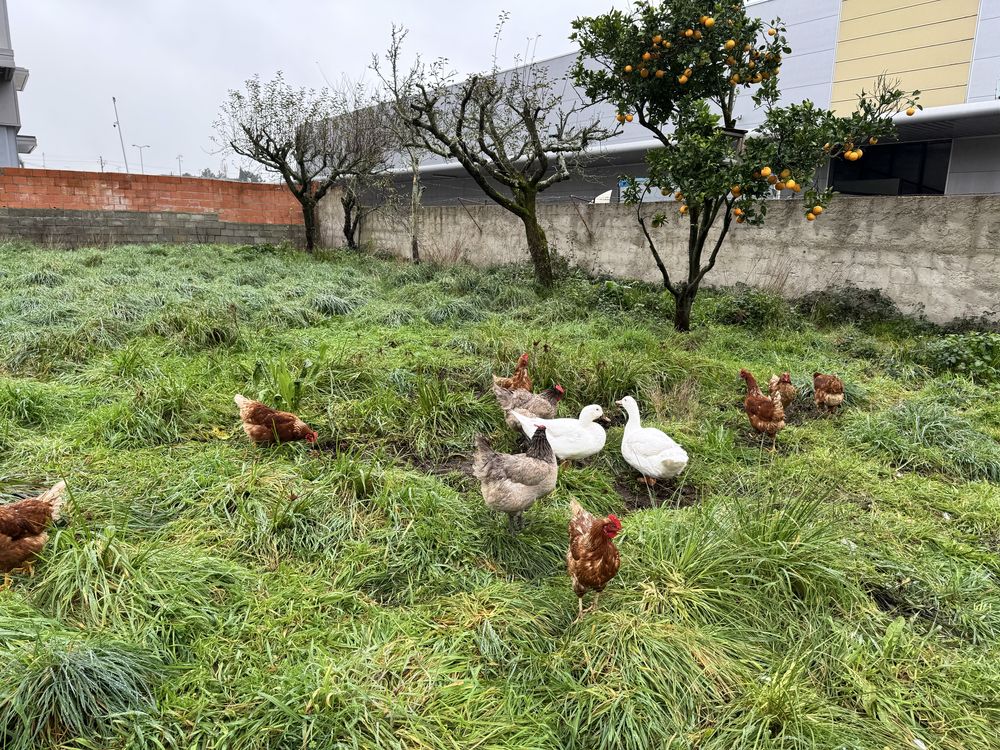 Vendo ovos caseiros 2.80€ a dúzia