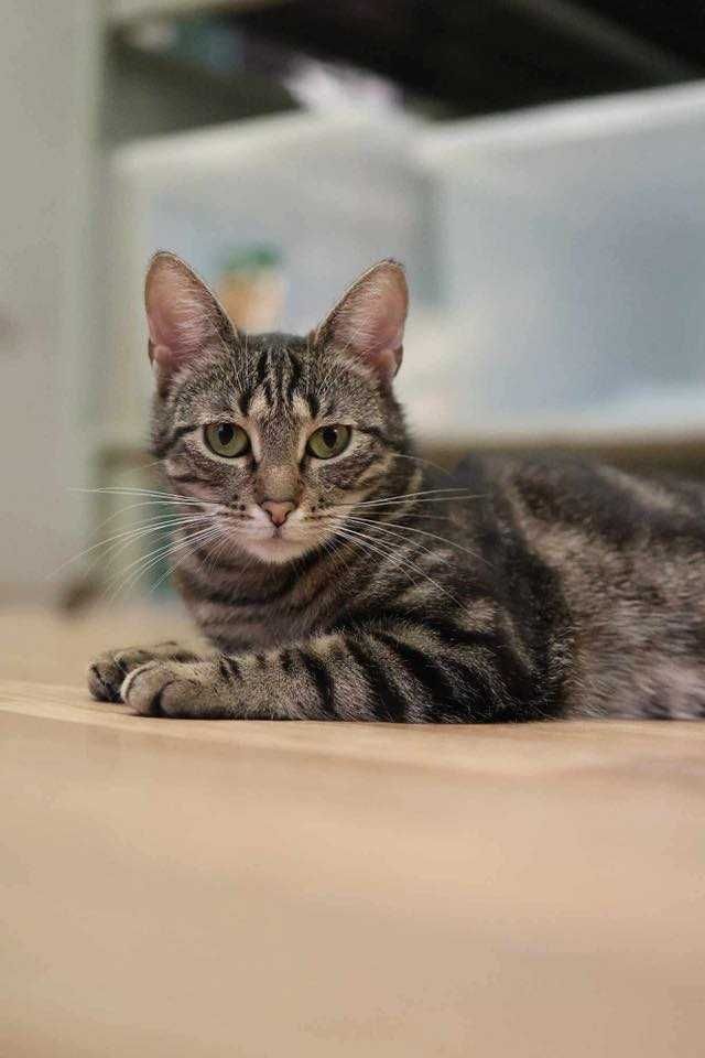 Kazimiera - kotka do adopcji
