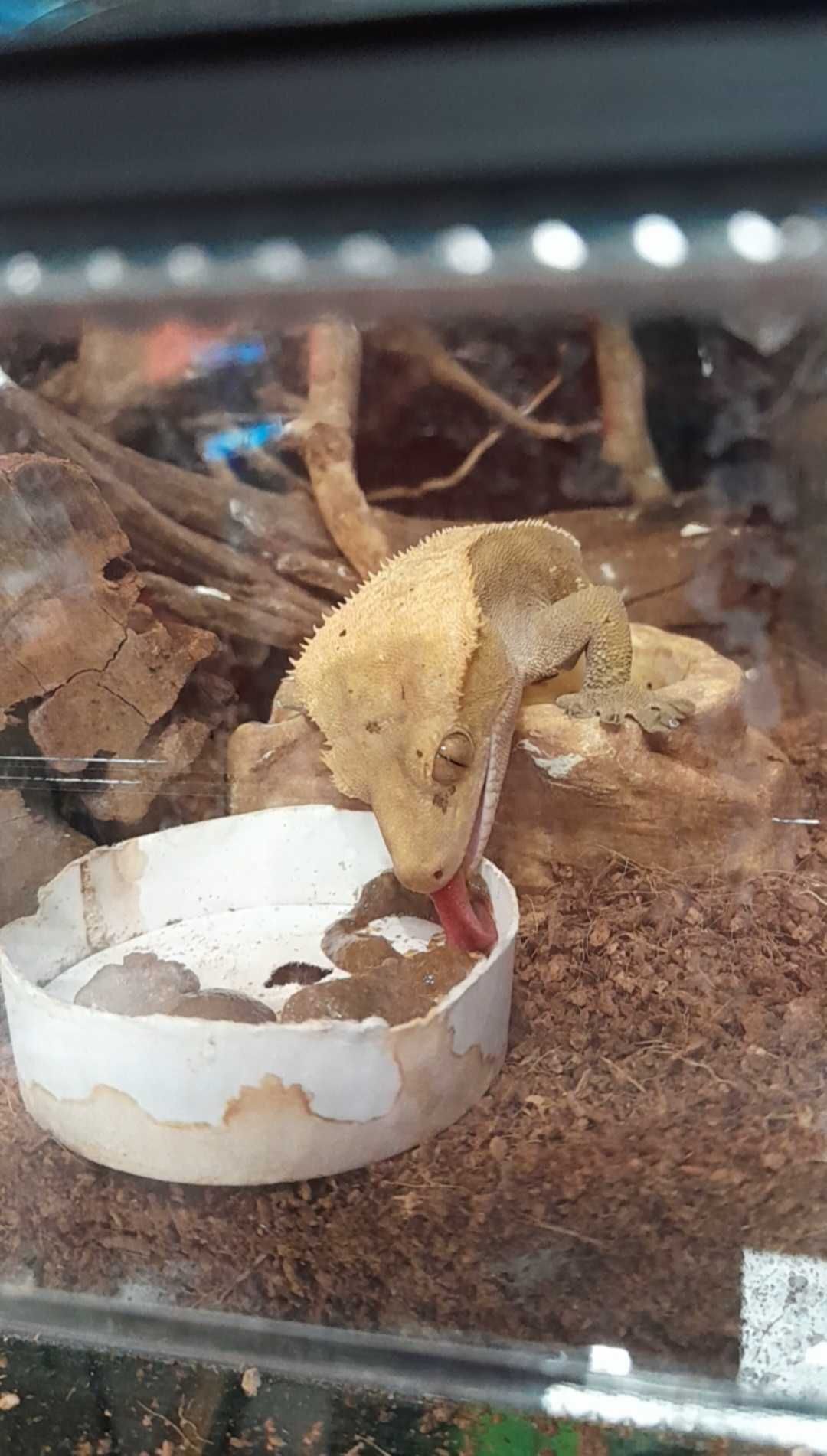 Gekon orzęsiony (Correlophus ciliatus)