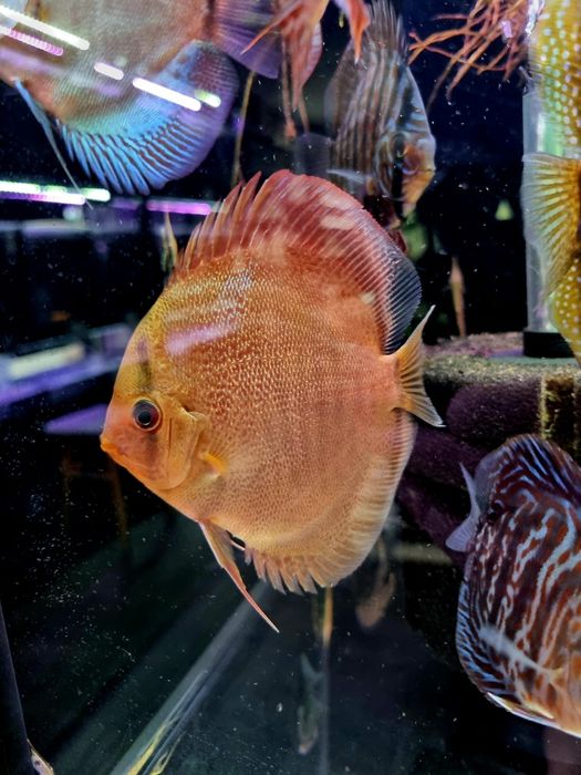 Paletka dyskowiec snake skin