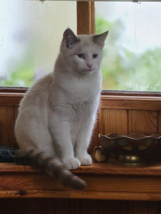 БЕЗКОШТОВНЕ пухнасте щастя Миргород