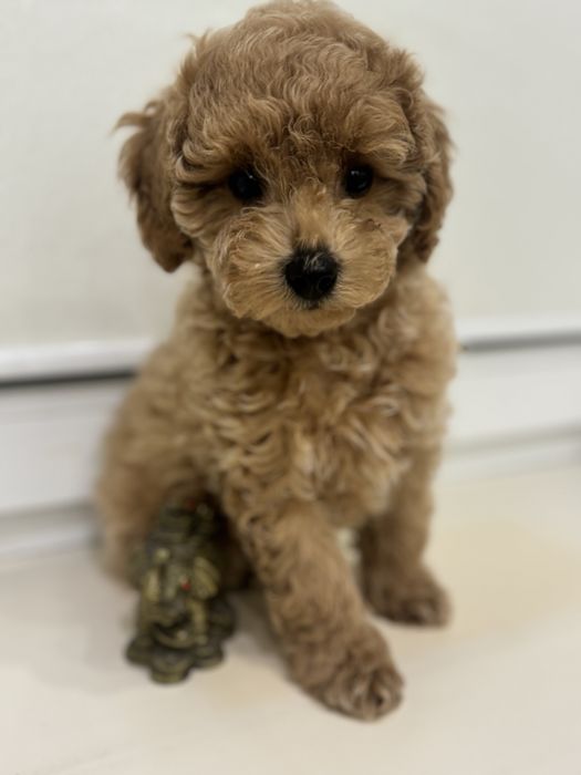 Щенки Мальтипу F2 .