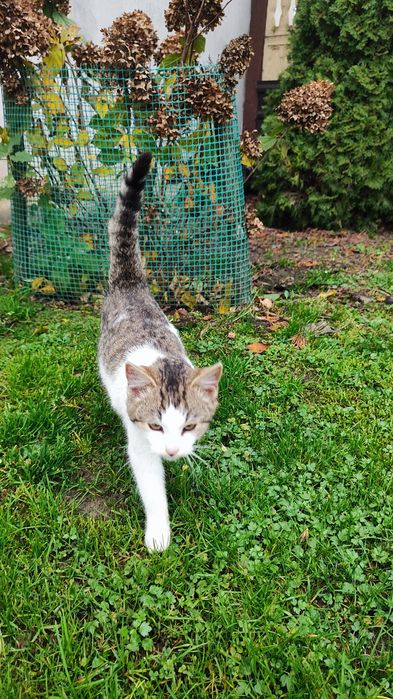 Oddam kocice w dobę ręce pilne