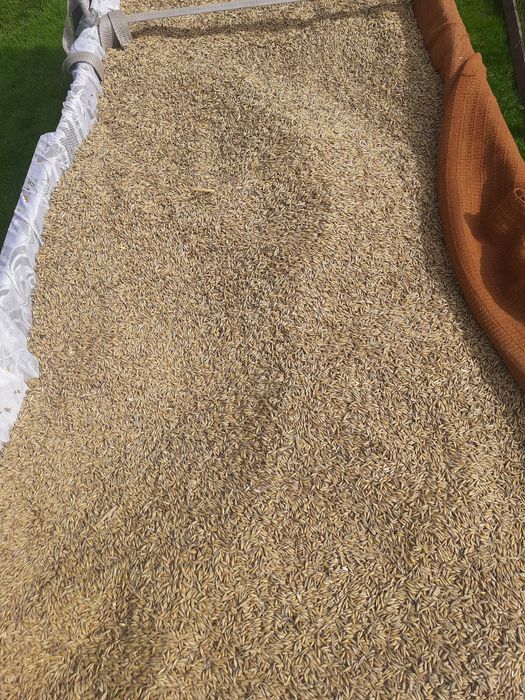 Owies workowany zbiór 2025