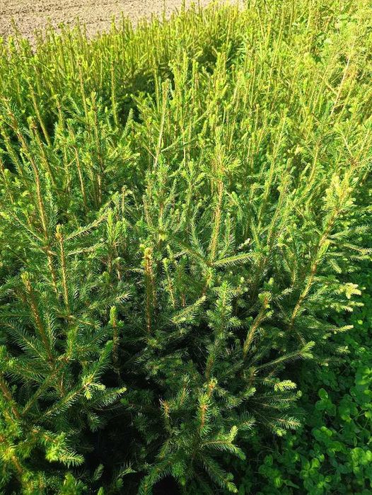 Świerk pospolity 4 lata 4/0 ładne sadzonki 40 cm 70 cm