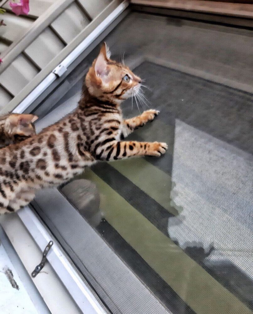 Бенгальские котята