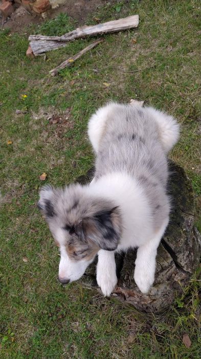 Цуценята Бордер коллі