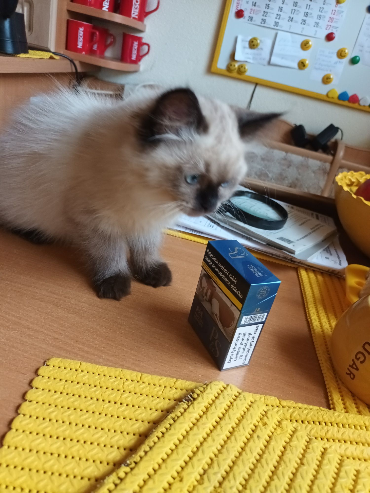Kotka perska Himalajska dziewczynki