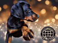 Doberman europejski - Neverland Ranch Kennel