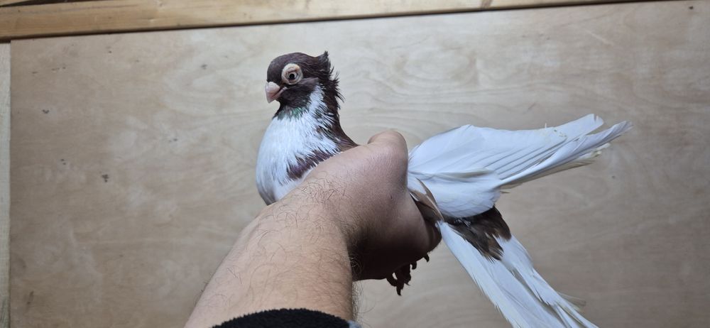 Golebie zamojskie