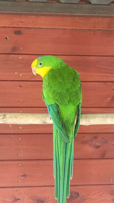 Aleksandretty obrożne i inne