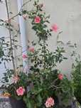 Hibiskus, róża chińska.