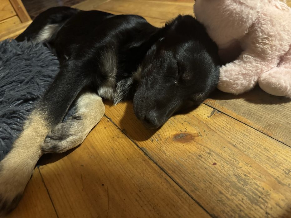 Oddam pieska 9miesiecznego piesek jest za kolano