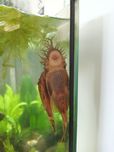 Ancistrus sp. Calico zbrojniki nie lda 16
