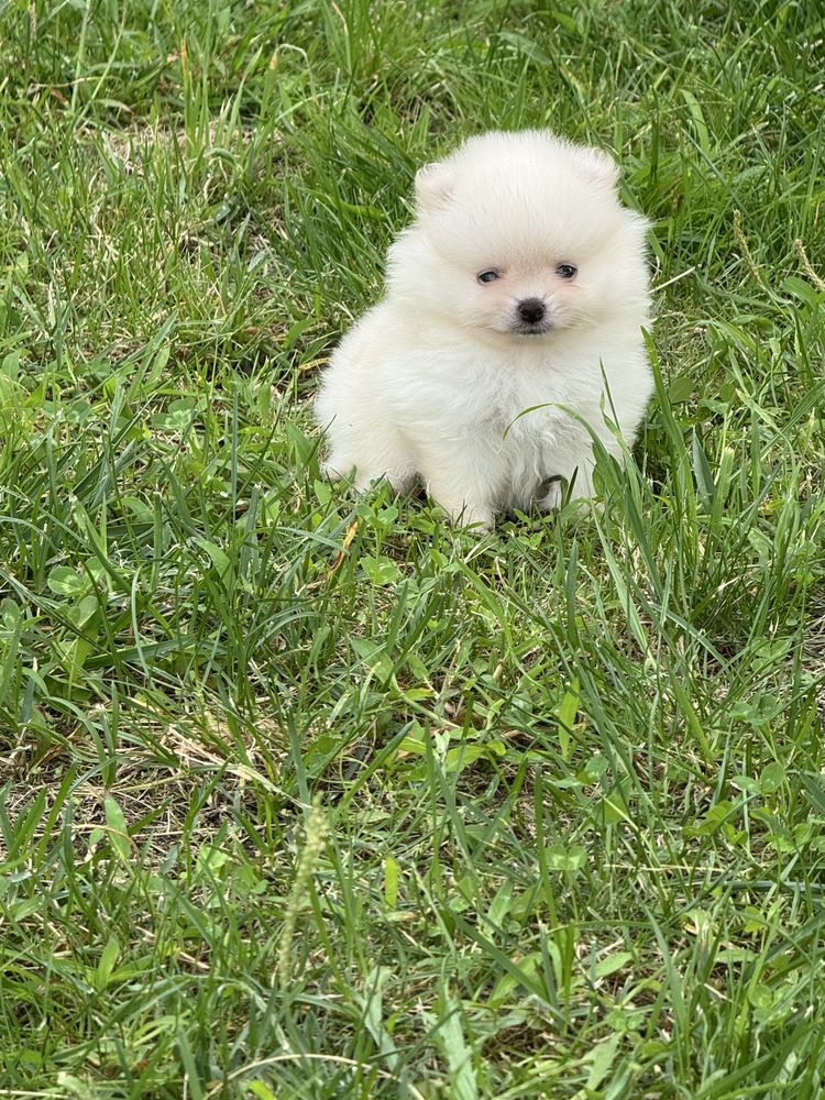 Lulu da Pomerania