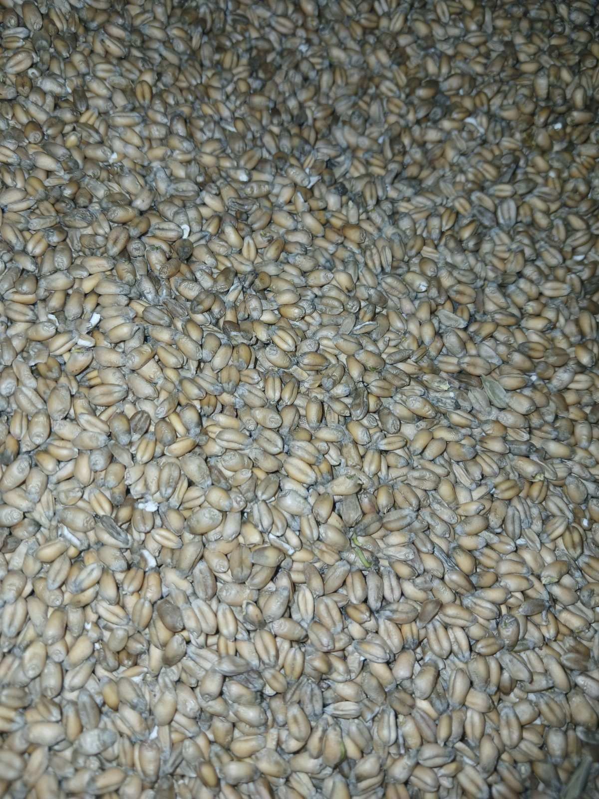 Продам озиму пшеницю