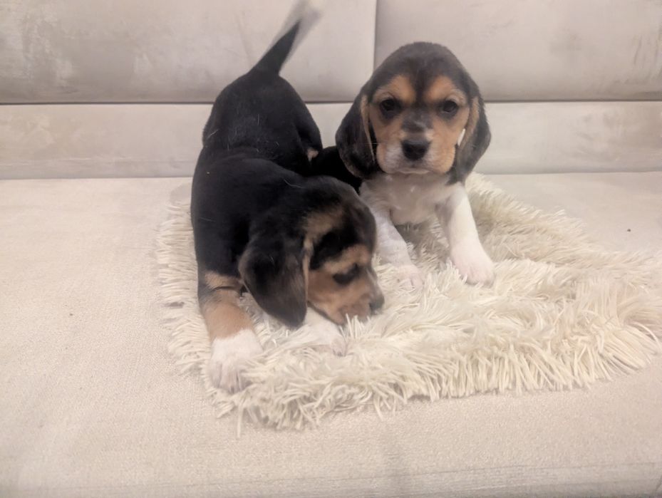 Szczeniaczek beagle, bigiel