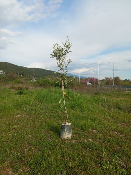 Drzewko Oliwki Europejskiej 140 cm wysokosci