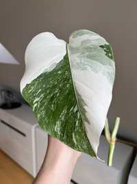 Monstera Variegata