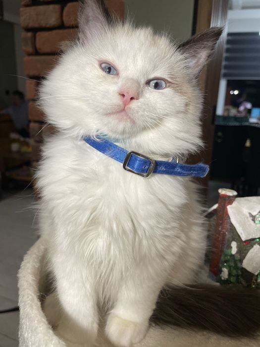 Przecudny kotek Ragdoll kotka gotowa do