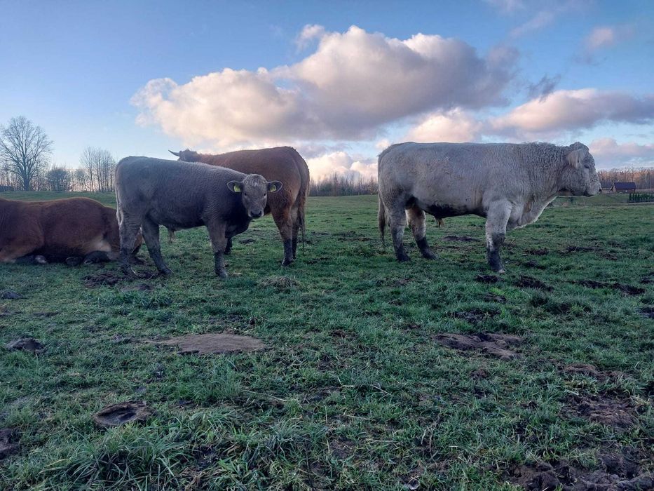 Sprzedam byczki czarno-białe mieszańce i mięsny Charolaise