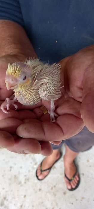 Bebê caturra paea acabar de criar a mão